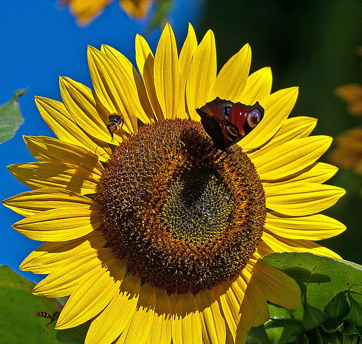 sunflower, flower, butterfly, painted peacock, bee, osa, insects