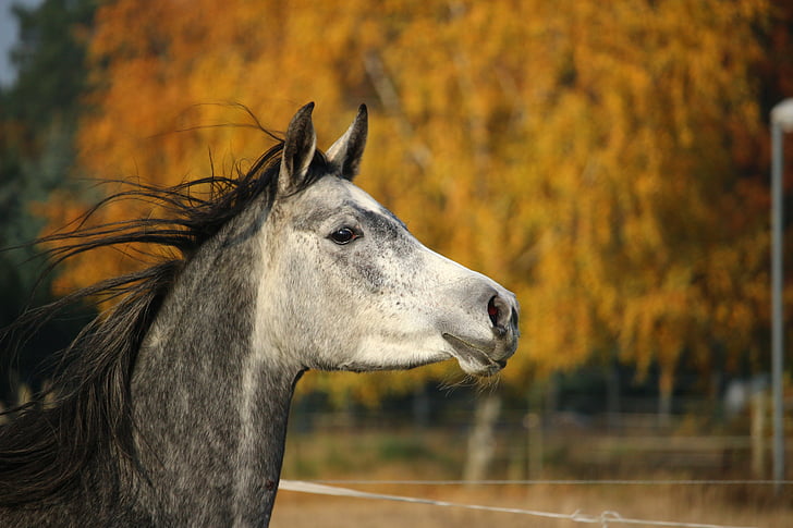 konj, angleški čistokrven konj arabski, Mare, glavo konja, plesni, jeseni, pašniki