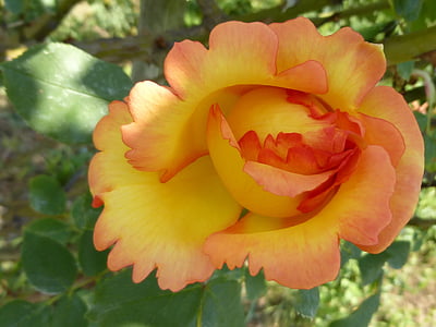 rose, flower, yellow, macro, spring, may