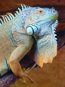 iguana, green, lizard, kaltblut, reptile, animal, creature