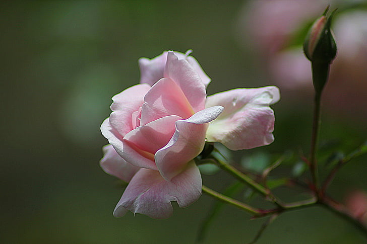 Роза, флорални, растителна, естествени, Блосъм, Блум, венчелистче