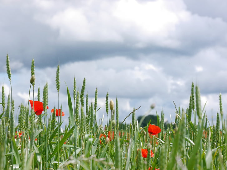 nuages, coquelicot, Meadow