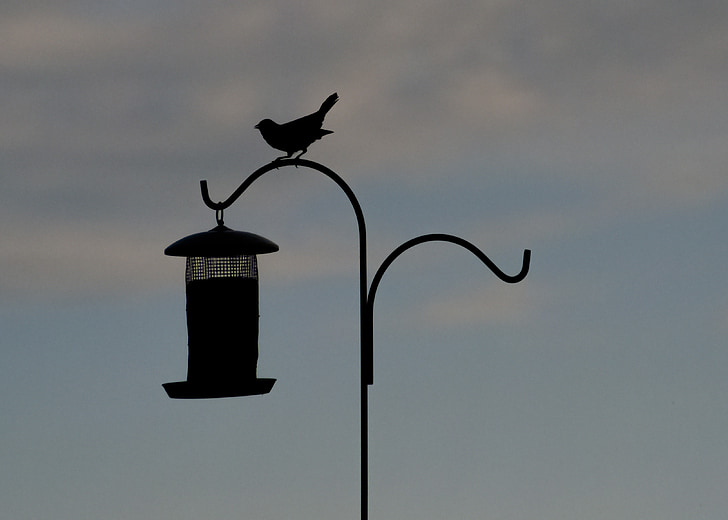 bird, silhouette, bird feeder, perched, animal