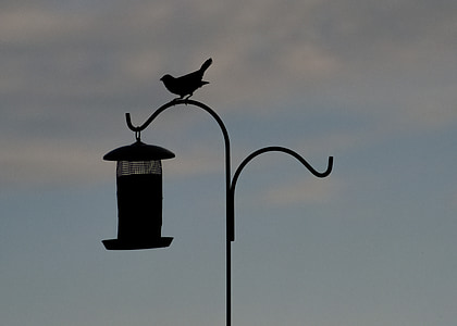 pájaro, silueta, alimentador del pájaro, encaramado, animal