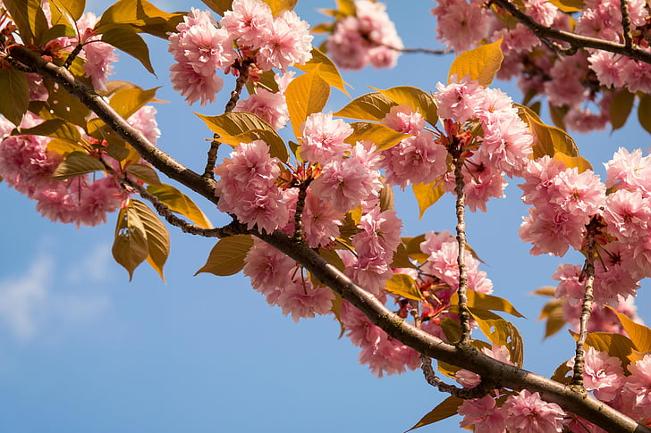 flor de cerejeira, cereja, cerejeira ornamental, Primavera, flores, flor, -de-rosa