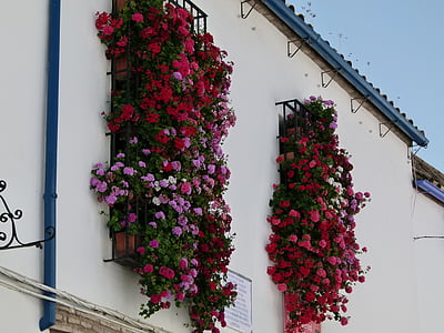 Cordoba, Spanje, huis, gebouw, bloemen, Windows, zomer