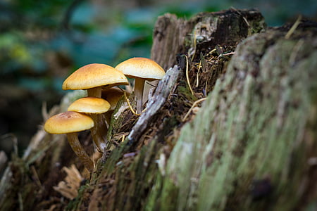 efterår, lukke, falder, skov champignon, svampe, natur, naturfotografering