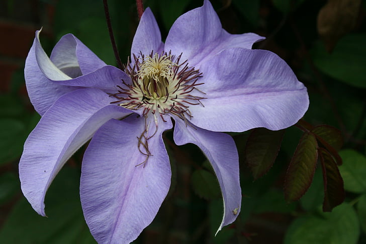 flower, nature, bloom, garden, blossom, petals, plant