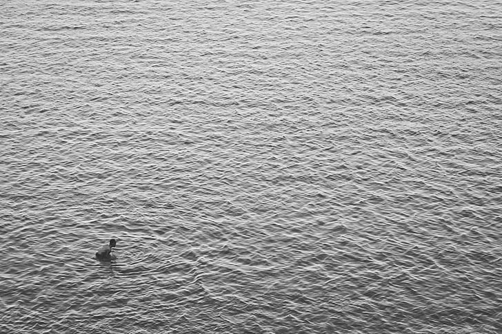 black-and-white, lake, ocean, person, river, sea, swimming