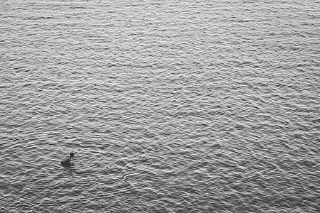 alb-negru, Lacul, ocean, persoană, Râul, mare, înot