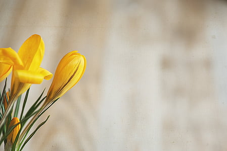 Crocus, kukka, kukat, keltainen, Kevät kukka, keltainen kukka, alussa munaus