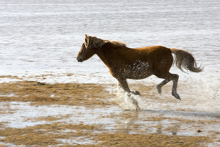 kůň, Wild, běh, pobřeží, ostrov, Příroda, písek