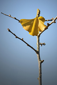 welkes sheet, autumn, yellow sheet, withered, dried leaves, ginkgo leaf, ginkgo