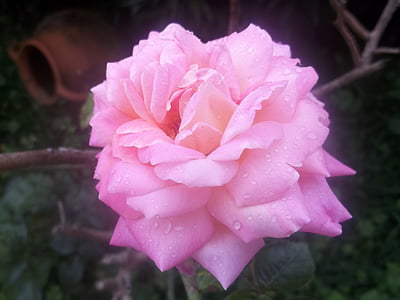 Rosa, ziedlapas, augu, puķe, dārza, daba, skaists