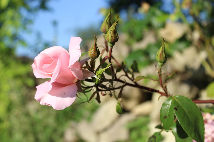 flower, garden, nature, pink, roses