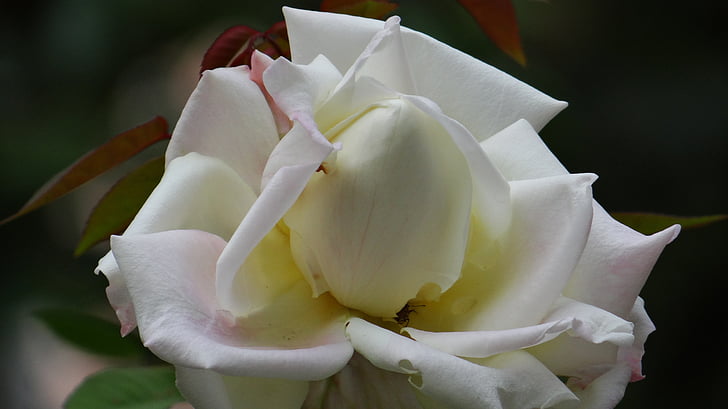 puķe, Rosa, balta, augu, poga, ziedi, smaržas