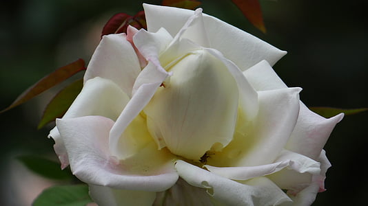 kvet, Rosa, biela, rastlín, tlačidlo, kvety, parfum