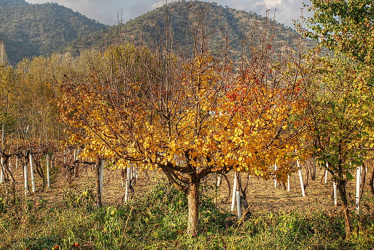 autunno, tristezza, foglie, natura, albero, foglia, Scena rurale