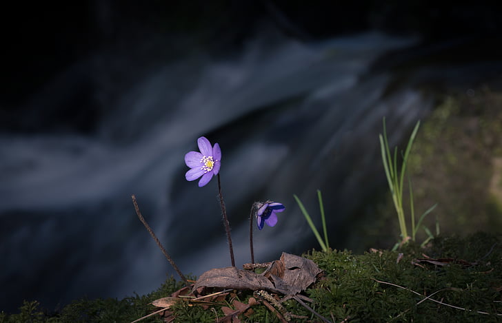 blomst, floden, blå, blåveis, lys, arten af de, Luk