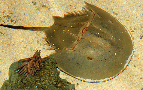 Horseshoe crab, Leben im Meer, Krustentier, Meer, Marine, Unterwasser, Tier