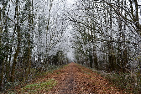 chemin d’accès, arbre, gelée, feuilles, France, point de vue, randonnée pédestre