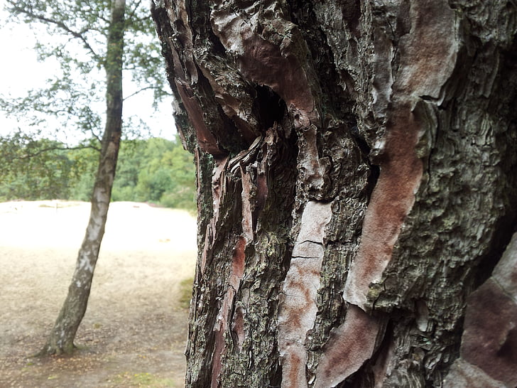 tree, bark, tree trunk, tree bark, forest, nature, structure