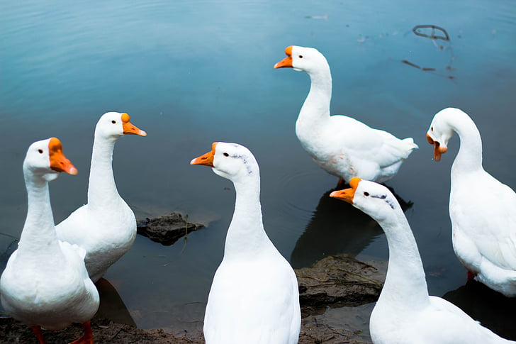 goose, animal, lake