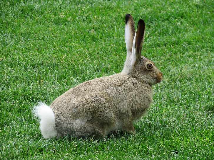 rabbit, wildlife, animal, mammal, bunny, wild, rabbit - Animal