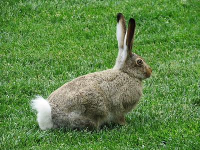 králik, voľne žijúcich živočíchov, zviera, cicavec, zajačik, divoké, králik - zvierat
