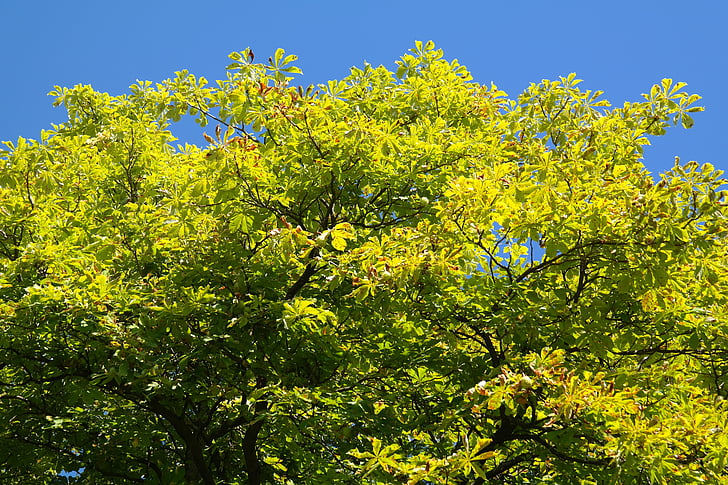 árvore, castanha, folhas, verde, céu, Buckeye