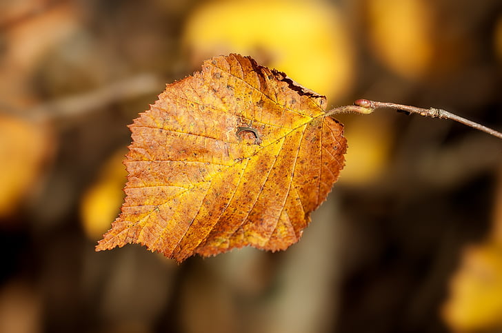 leaf, autumn leaf, autumn, leaves, fall foliage, dry, yellow sheet