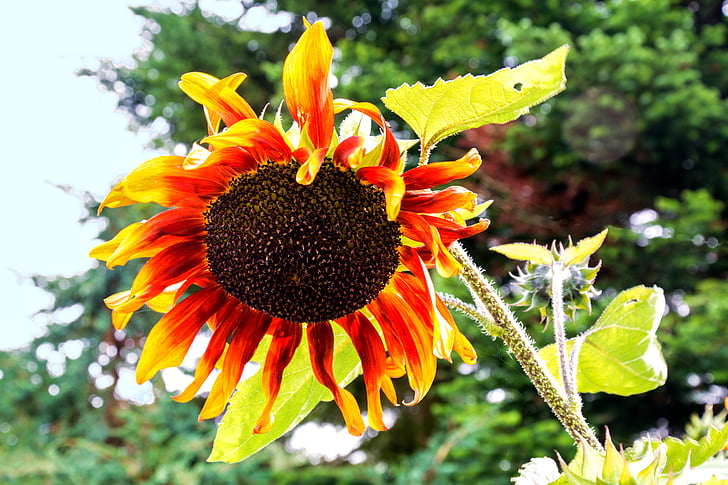 bunga matahari, mekar, bunga, musim gugur, Core, alam, tanaman