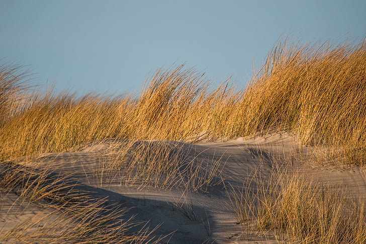 Dune grass, Dune, trawa, piasek, Plaża, Wybrzeże, Morza Północnego
