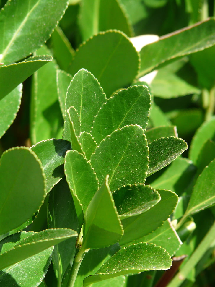 True laurel, taim, Laurus nobilis, Noble laurel, vürts loorber, Laurel kasvuhoonegaaside, Lauraceae