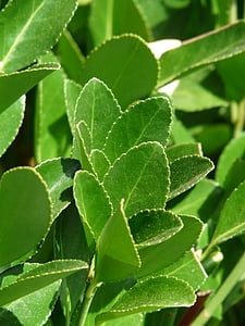 laurel real, planta, Laurus nobilis, laurel noble, laurel de la especia, invernadero de laurel, Lauraceae