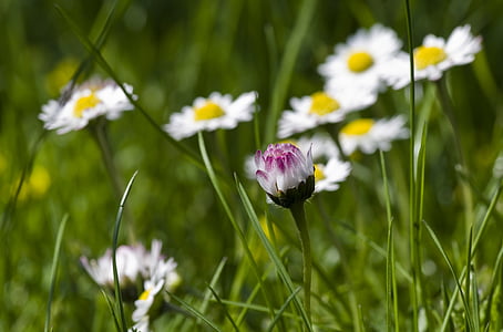 daisy, spring, meadow, wildflowers, garden, pink, white