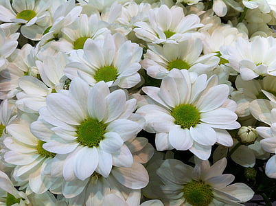 gėlės, Gamta, baltos gėlės