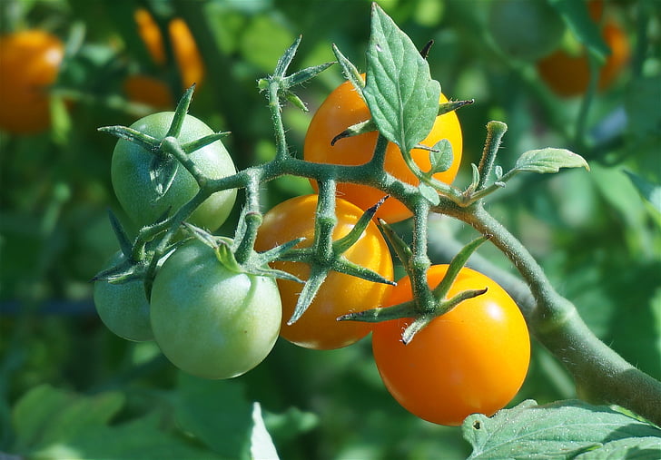 poolküpsed tomatid, tomat, tomatid, kirsstomat, oranž tomat, Valmimisaeg, taimne
