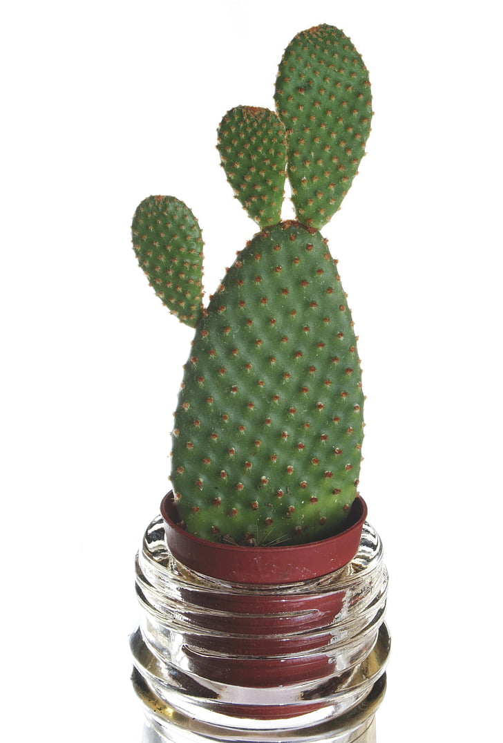 cactus, plant, flower, green, nail, bottle, bizarre