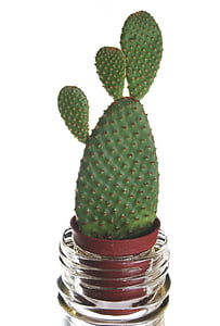 cactus, planta, flor, verde, de uñas, botella, extraño