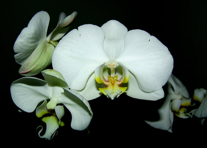 orquídia, blanc, flor