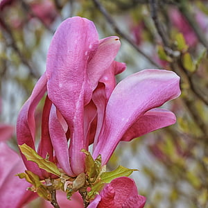 magnolijas, ziedi, Pavasaris, rozā, frühlingsblüher, pavasara saules