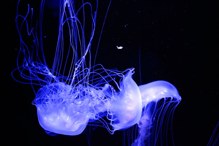 meduses, Aquari, aquàtiques, fons, bonica, negre, blau