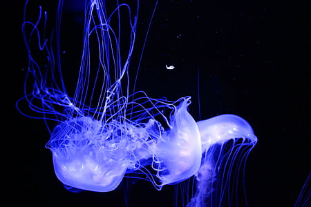 медузи, аквариум, водни, фон, Красив, Черно, синьо