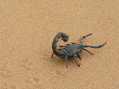 obrie scorpion, čierna, piesok, Namíbia, suché, Sting, Scorpion
