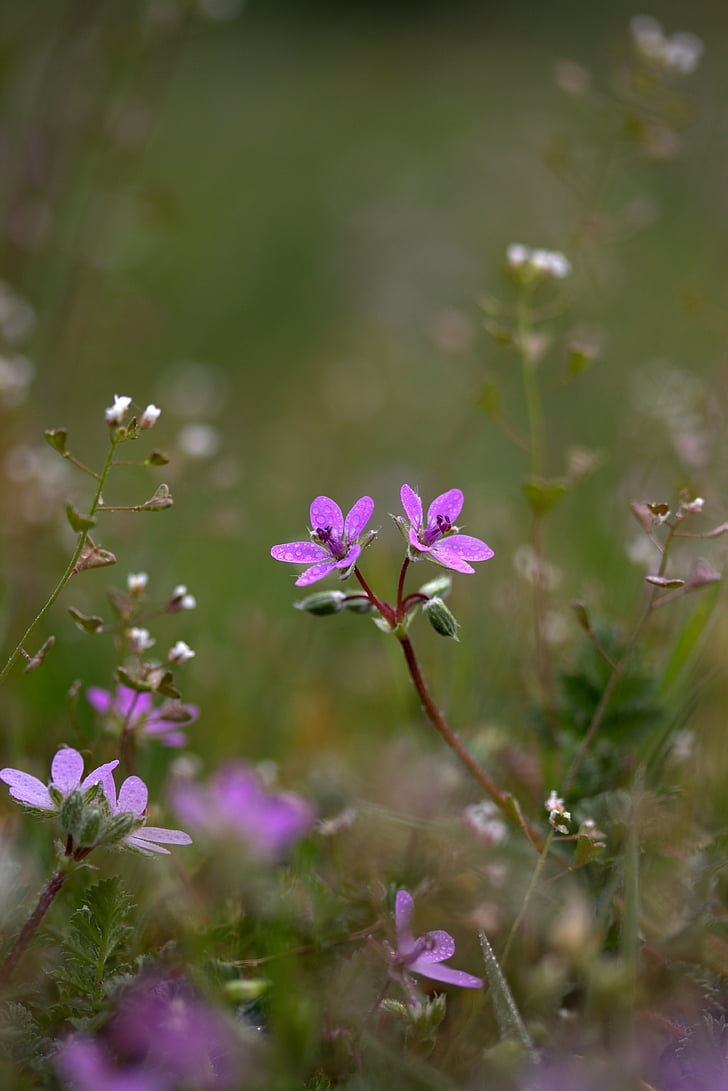 Blume, Camp, violett, kleine, Wild, Natur, rosa Farbe