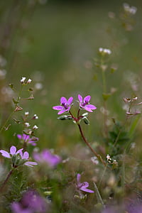 flower, camp, violet, small, wild, nature, pink color