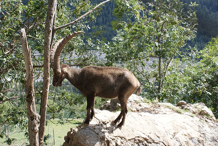ibex, 动物群, 自然, 陡峭的峭壁, 山, 高普罗旺斯阿尔卑斯山