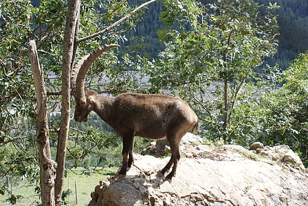 Ibex, fauna, alam, tebing curam, Gunung, Alpen tinggi Provence