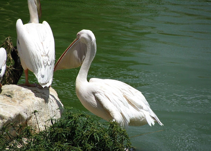 pelican, water bird, pelecanidae, beak, large throat pouch, lake, water